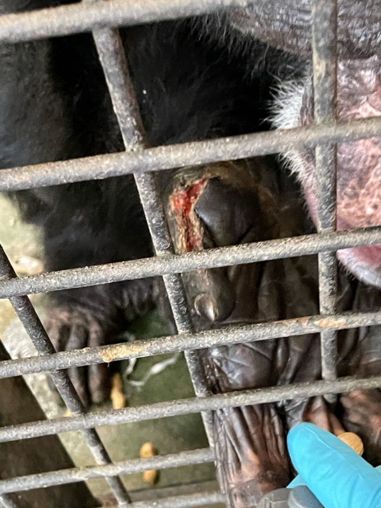 Chimpanzee Collin's finger wound.
