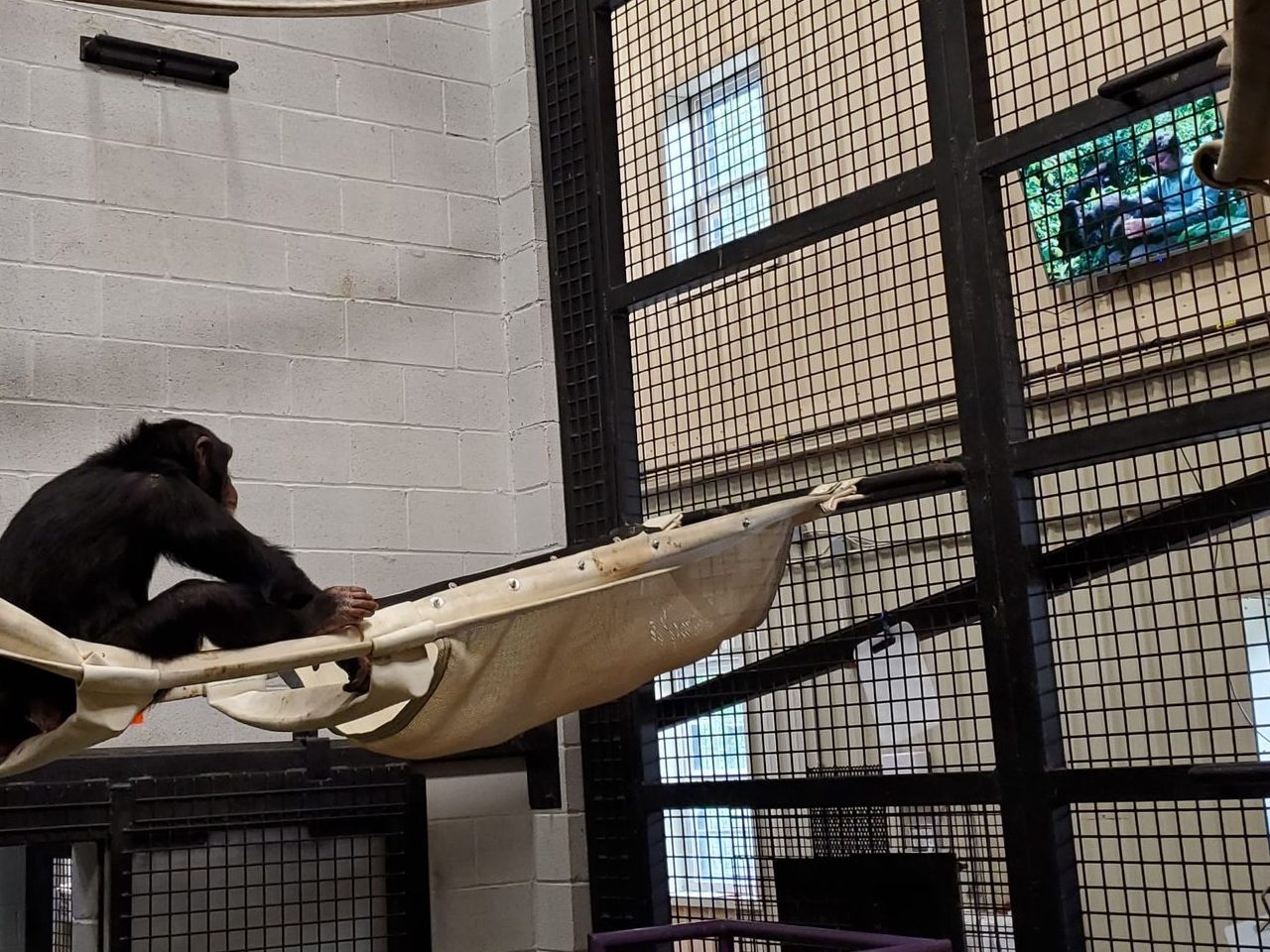 A chimpanzee in a hammock watching a movie.