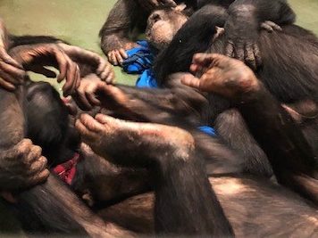 A pile of chimpanzees in a grooming session.