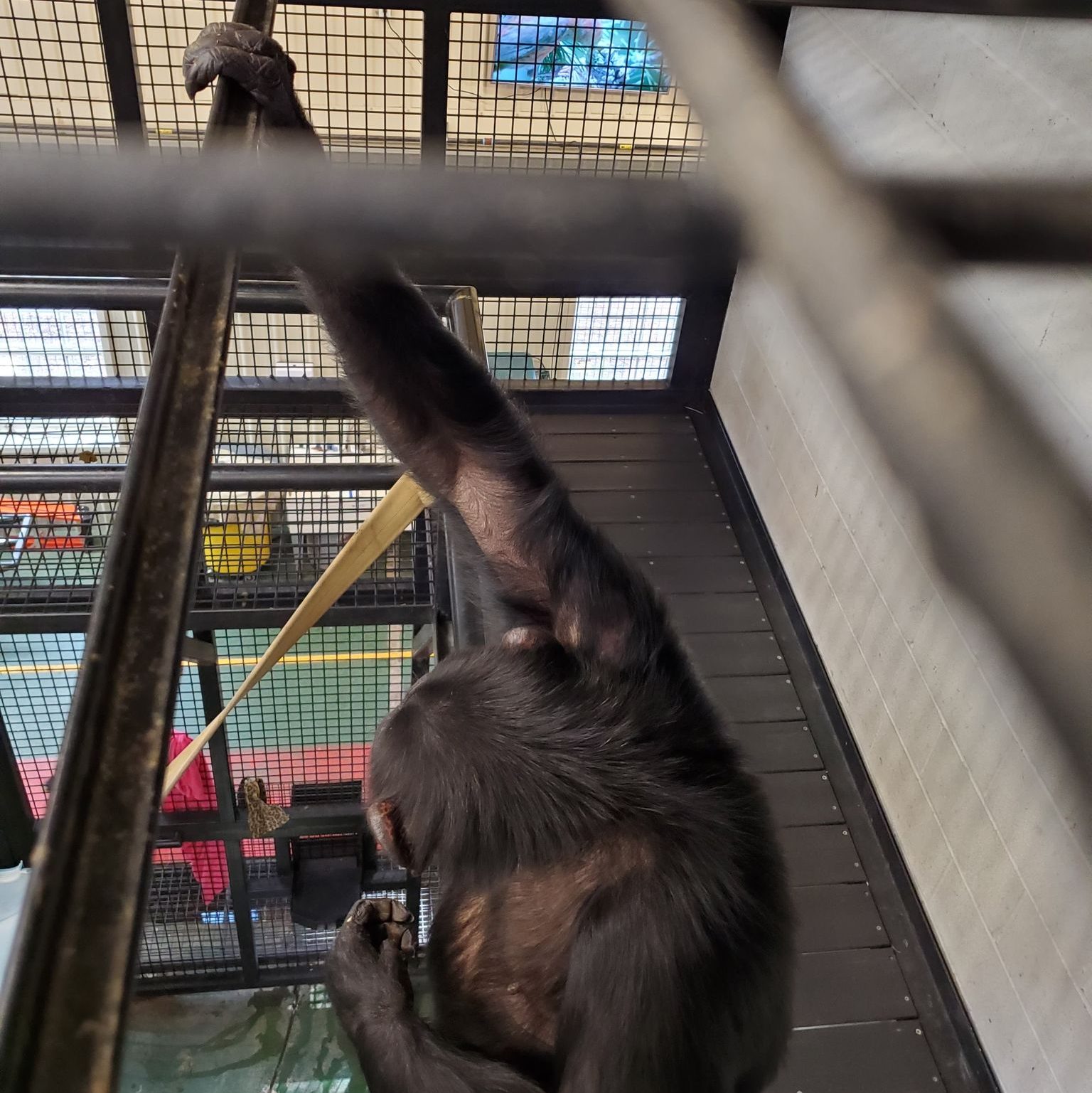 A chimpanzee watching a movie from her bedroom.