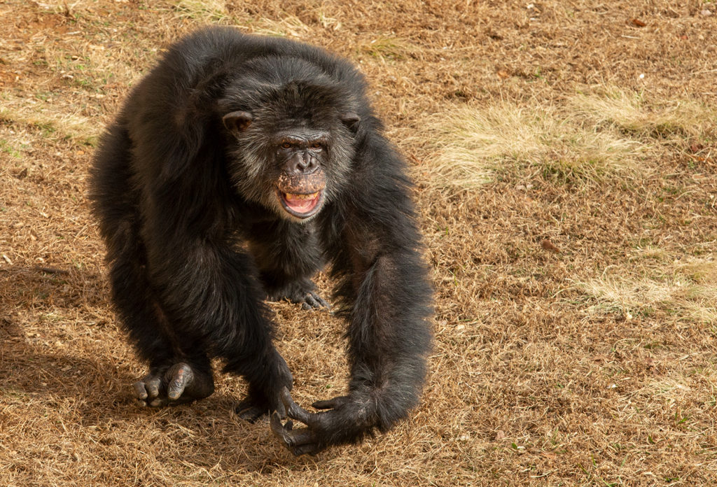 male chimpanzee Armond  pilo and running outside for first time in Habitat at Project Chimps
