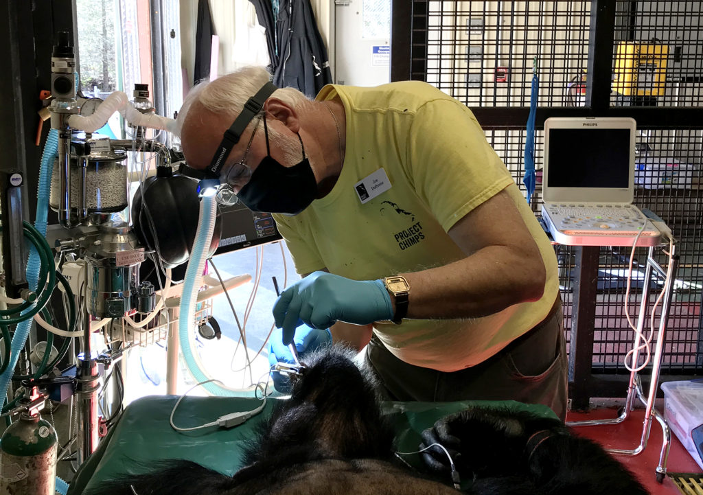 Dr. Dufrense cleaning the teeth of a sedated chimp.