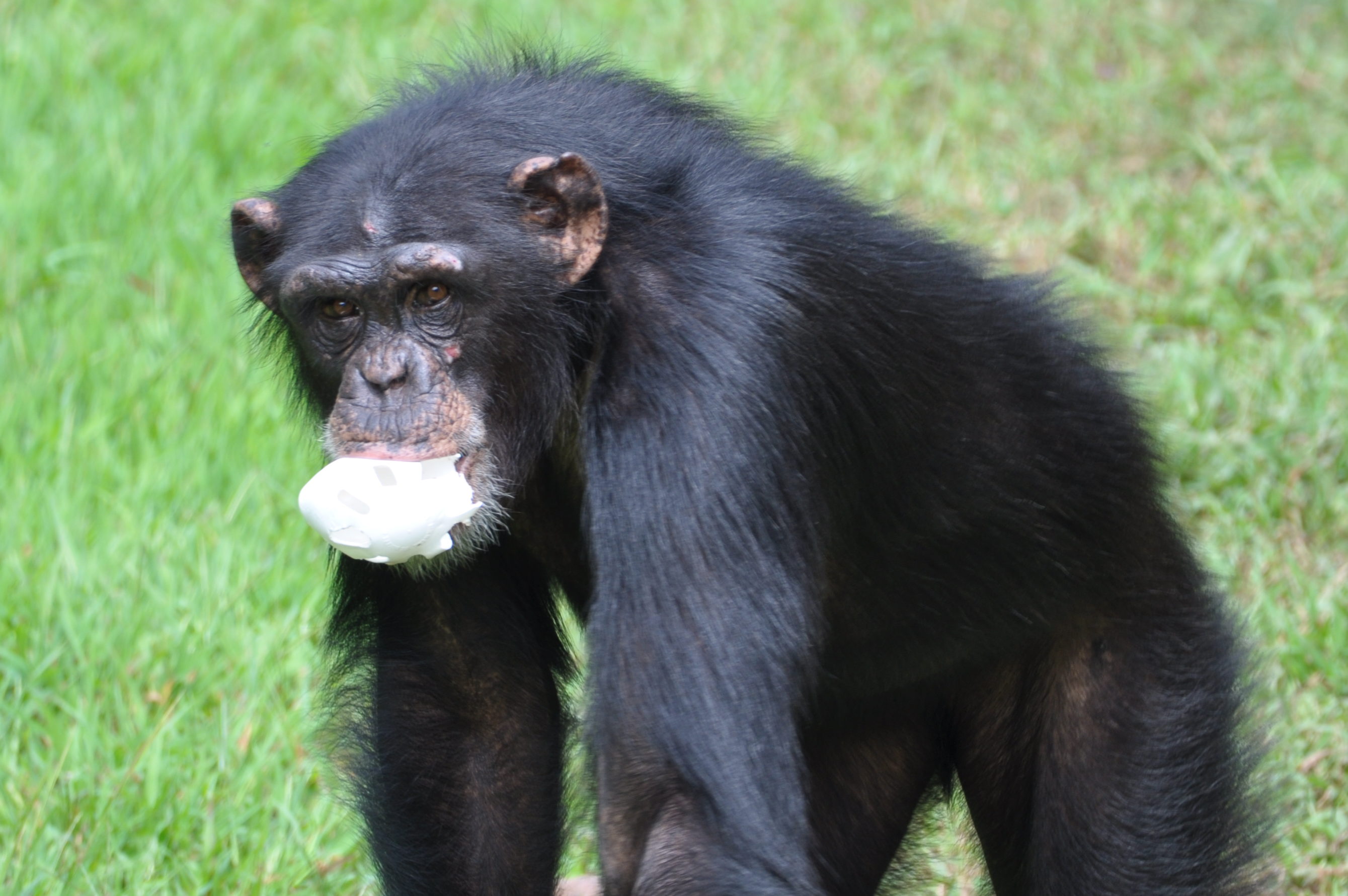 Chimpanzee Haylee with a mouthful of mashed potato outside in the habitat.