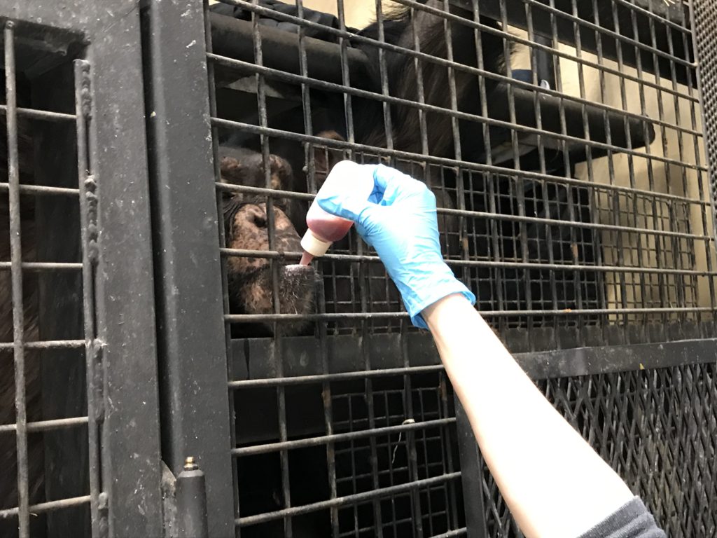 Chimpanzee taking juice from a bottle.