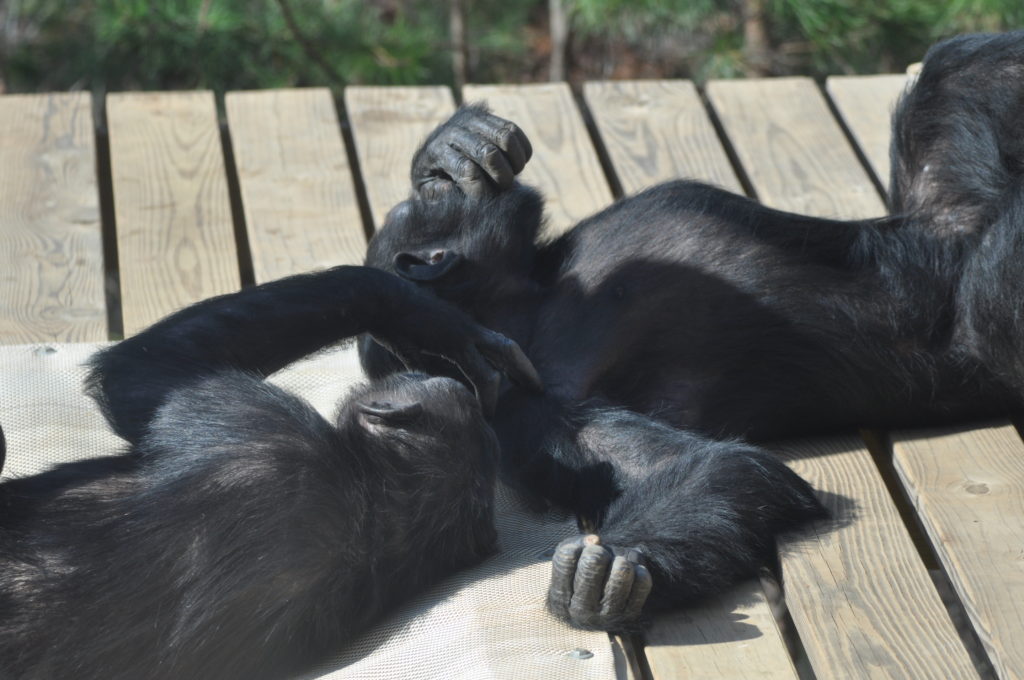 Two chimpanzees Latricia and Lance in a grooming session outside.