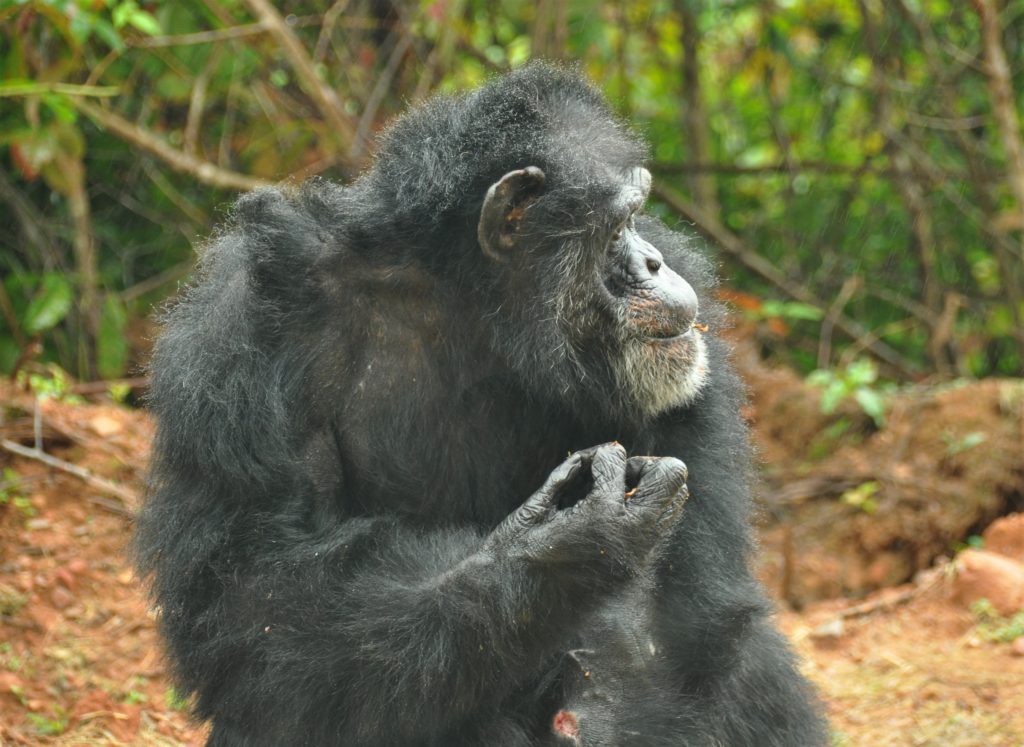 Chimpanzee Taz with unruly hair in need of a grooming sesison.