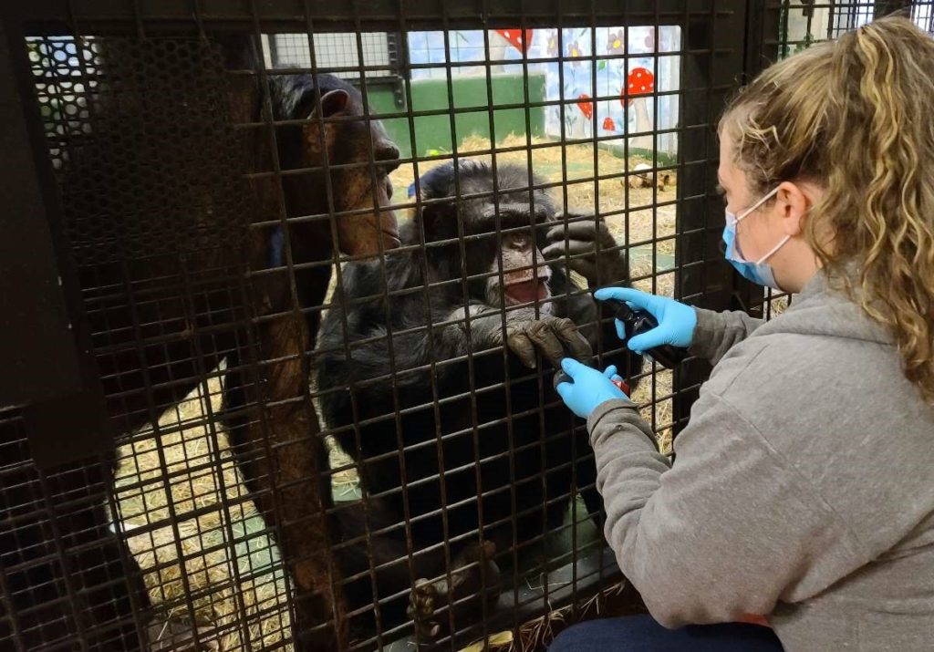 two chimpanzees looking at one getting their finger sprayed for topical wound therapy