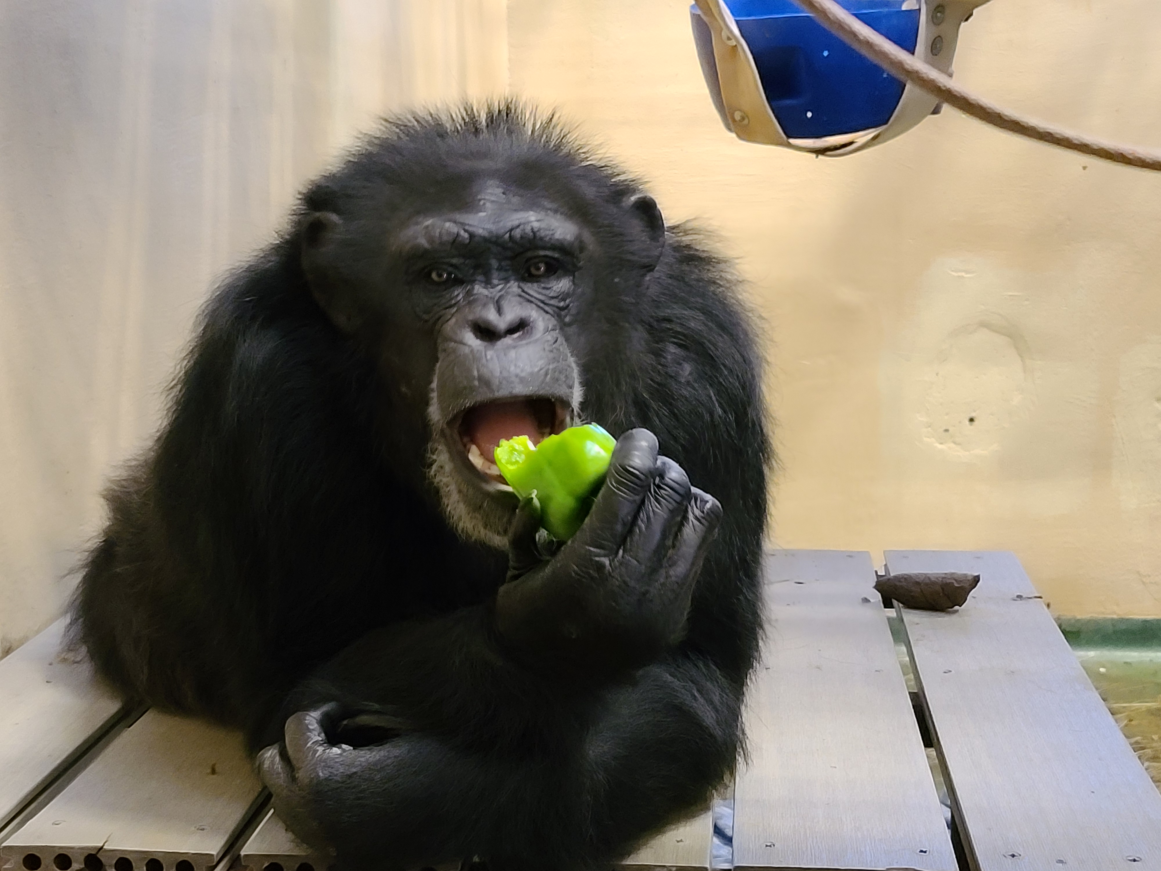 Kassie snacking on a green bell pepper.