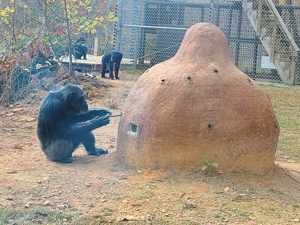 Chimpanzee using a man-made termite mound.