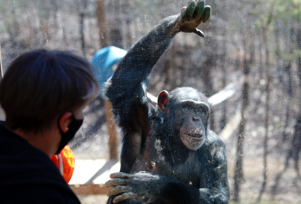 Chimpanzee interacts with elderly guest during birthday tour of animal sanctuary