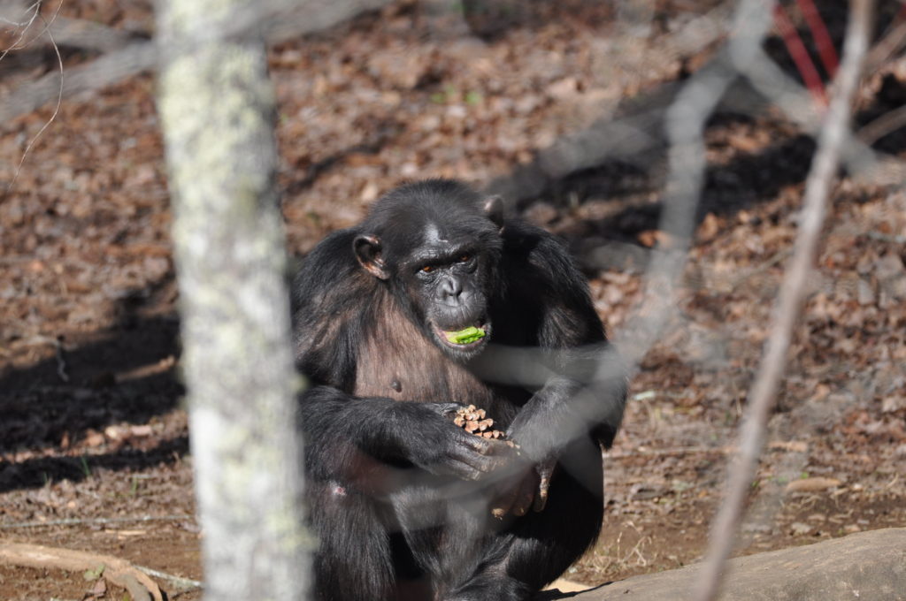 Chimpanzee chewing on a rubber toy.