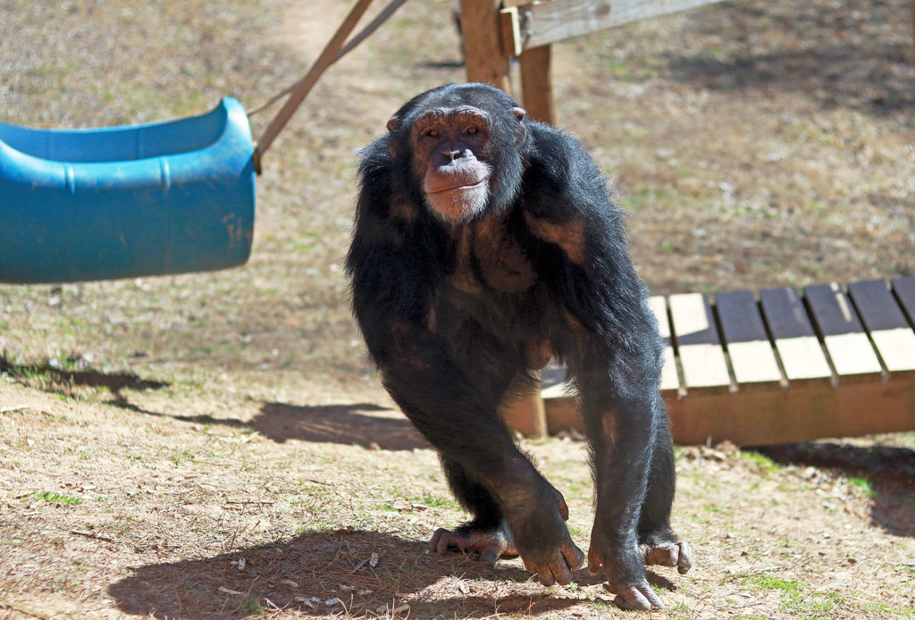 Happy male chimpanzee interacts with elderly guest of animal sanctuary