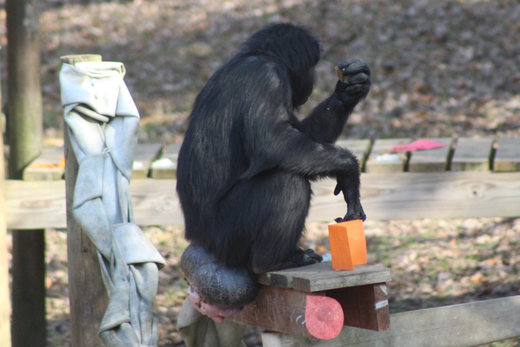 Chimpanzee Menstrual Cycles - Project Chimps