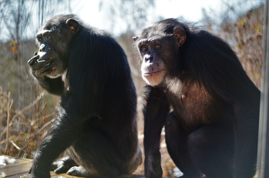 Two chimpanzees in an outdoor habitat.