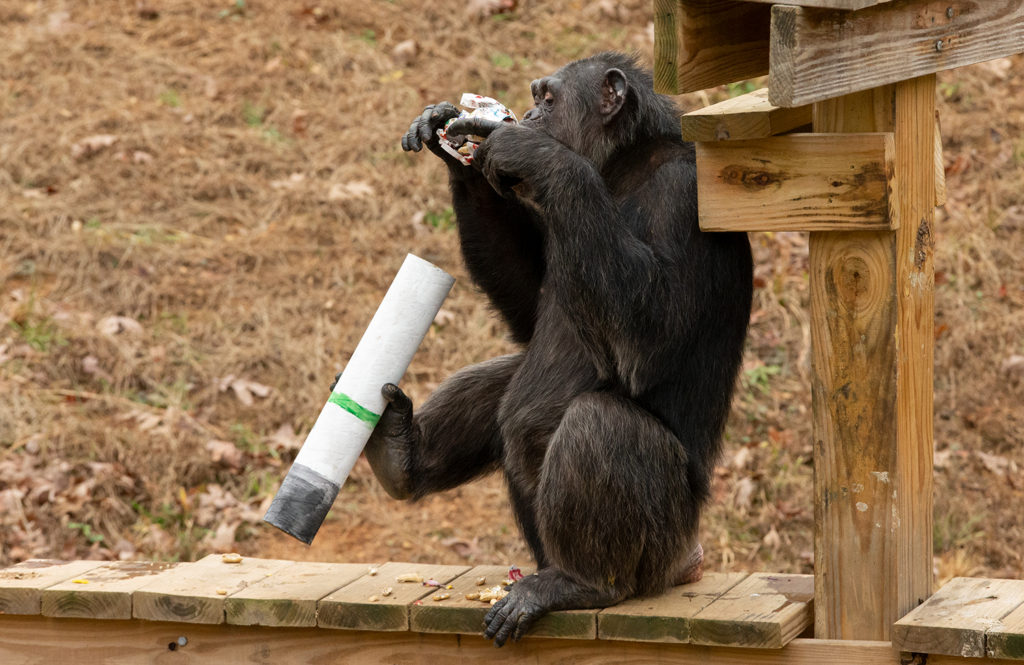 Unknown chimpanzee from Kareem's group with treat tube on platform during Holiday Celebration south Peachtree habitat at Project Chimps