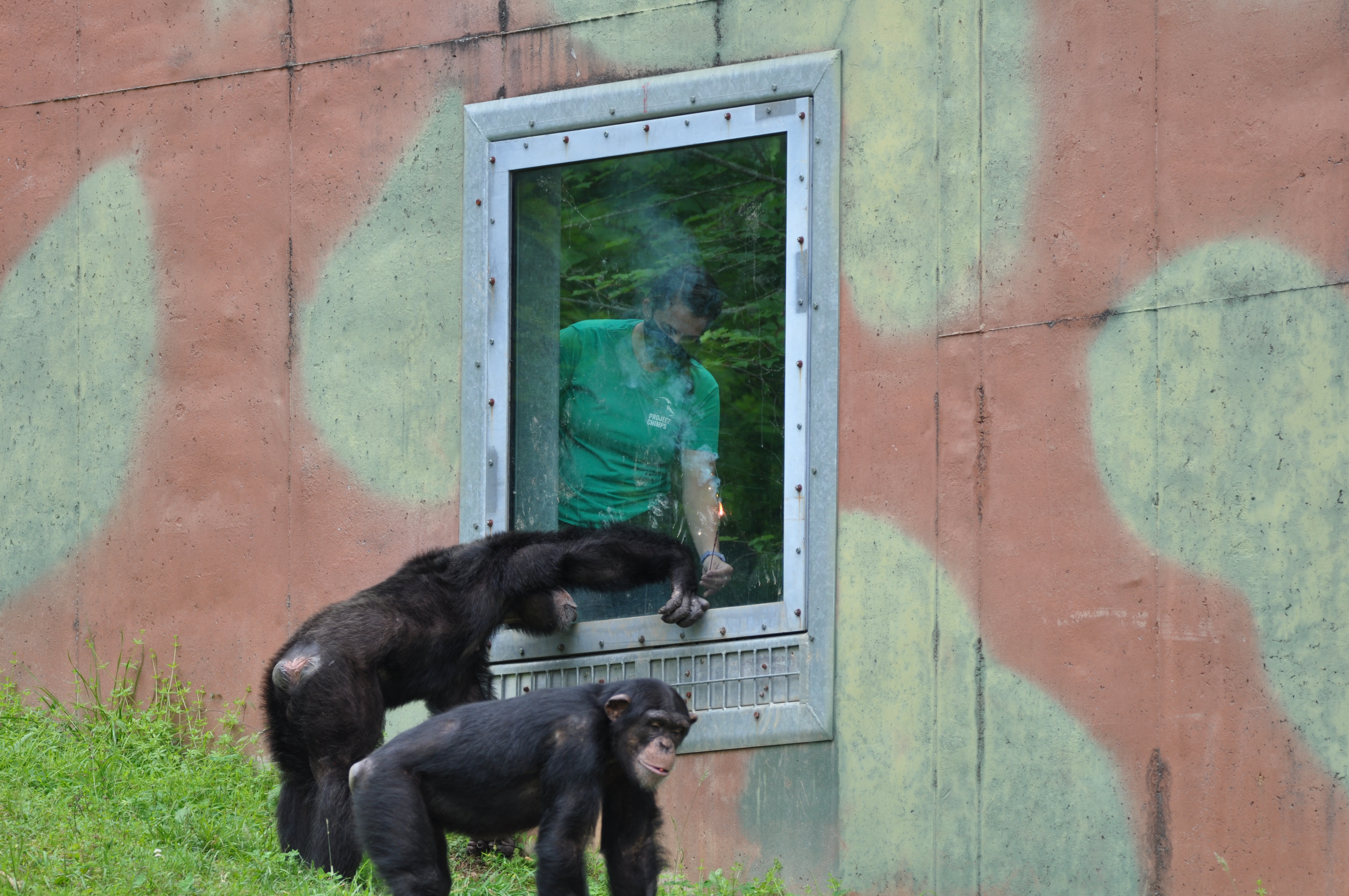 chimps in habitat