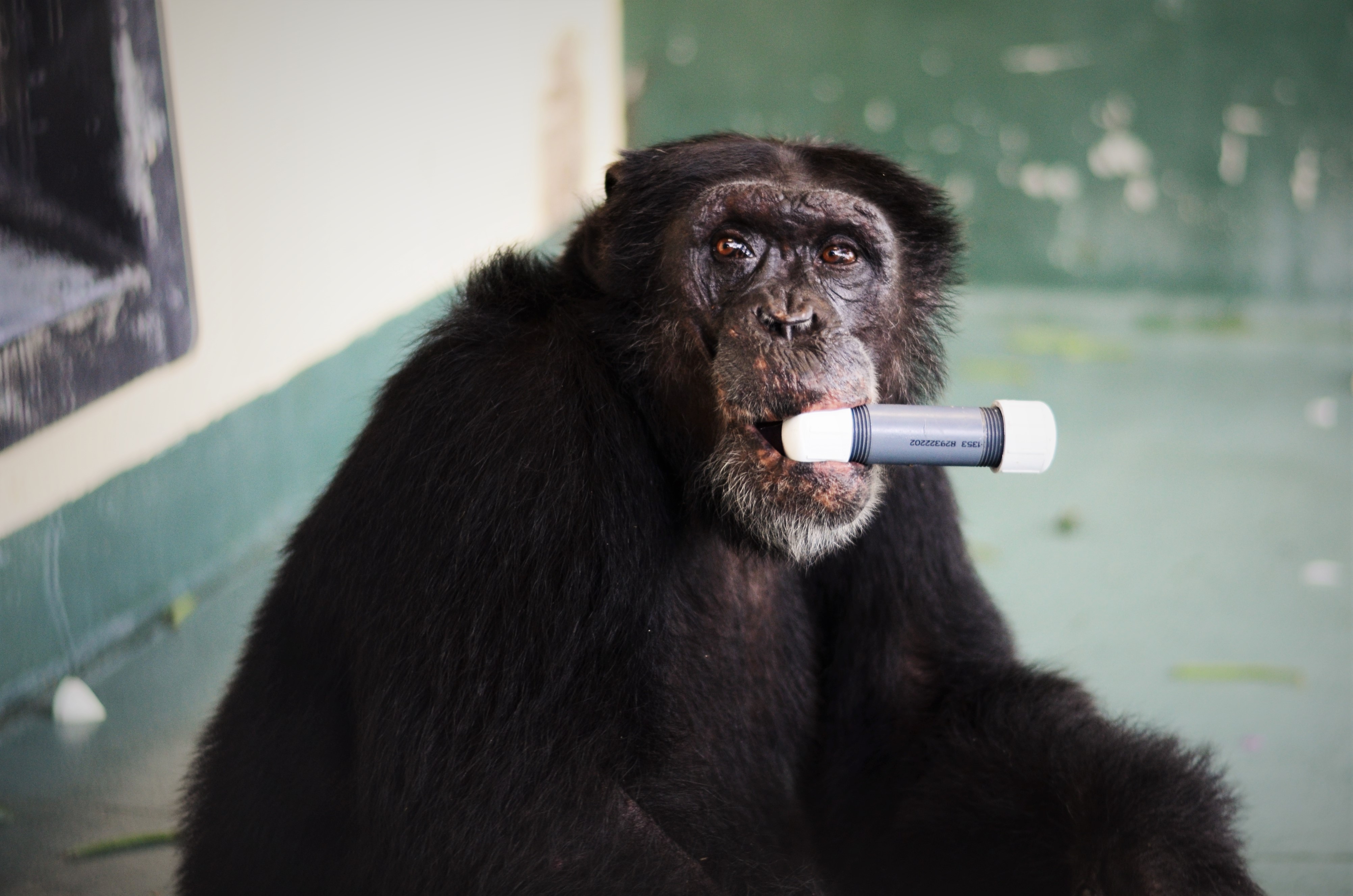 Justin figuring out a new shaker enrichment in Chimps Ahoy Villa.