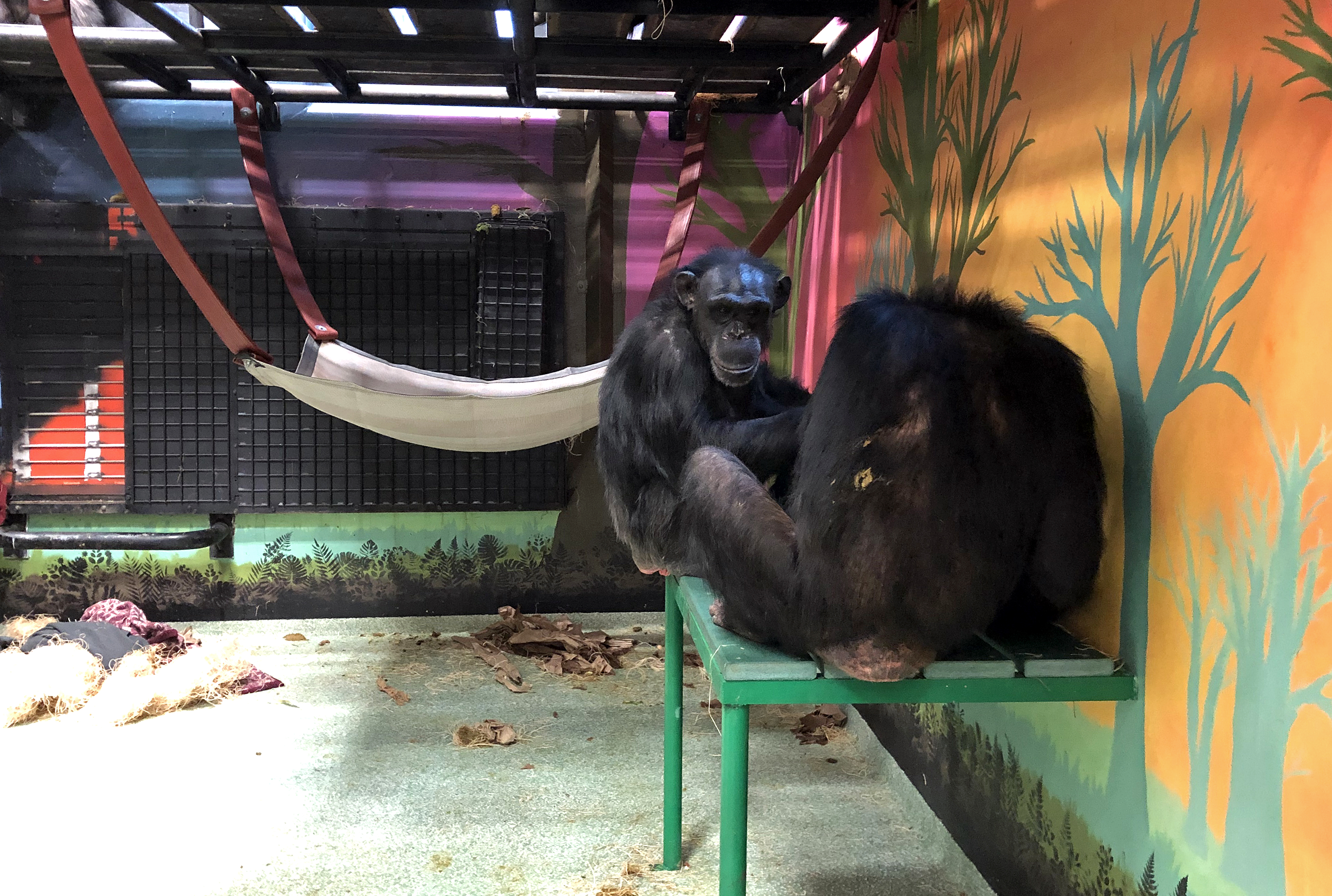 Nell6 - Project Chimps