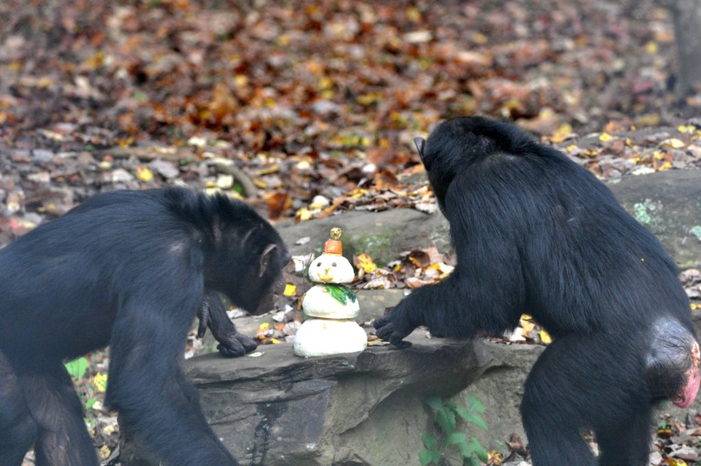 two chimpanzees inspecting a snowman