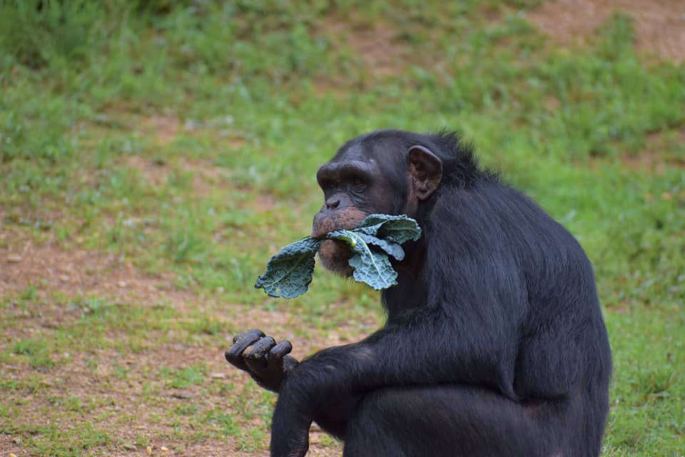 chimpanzee eating collard greens
