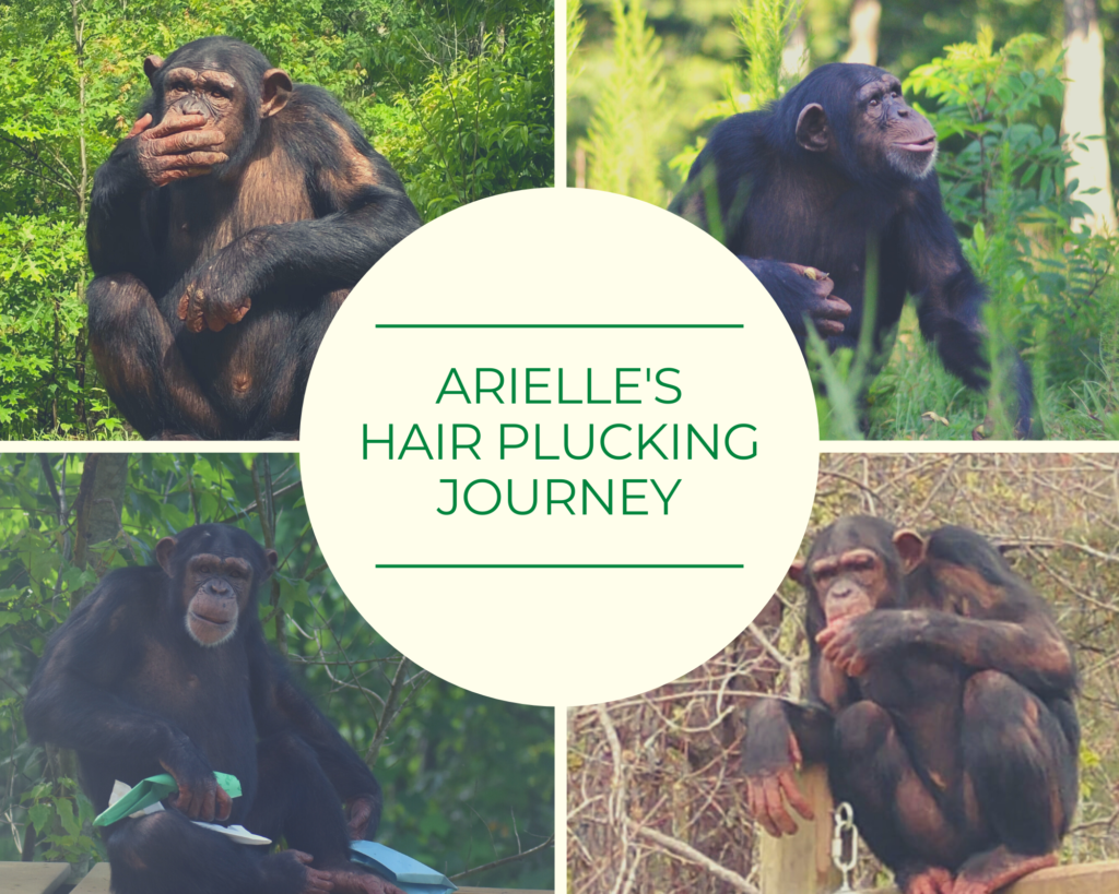 A Hair Plucking Journey - Project Chimps