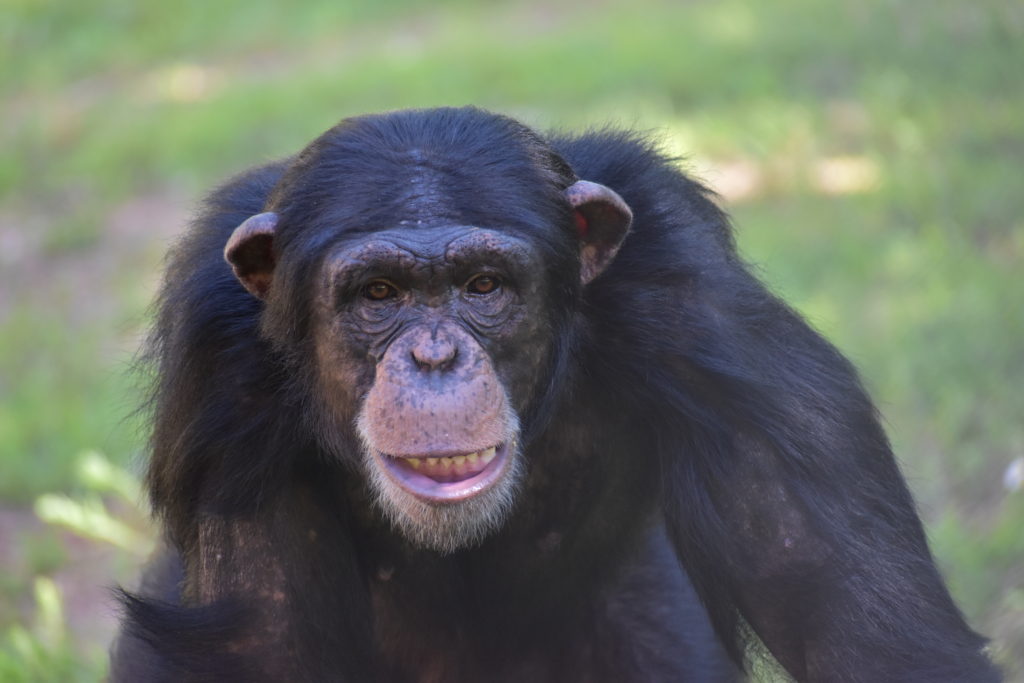 adolescent chimp Kivuli