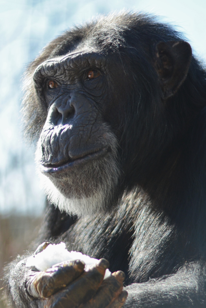 Maverick - Project Chimps