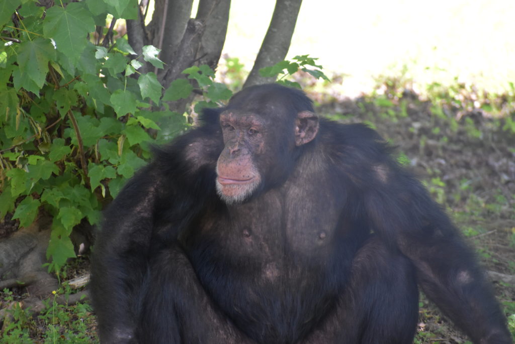 adolescent chimp Oscar