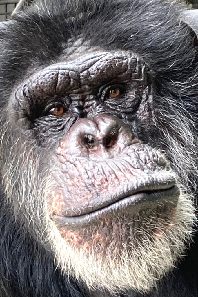 Rusted Monkey Rusty - Project Chimps