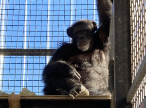 Chimp in front of panel