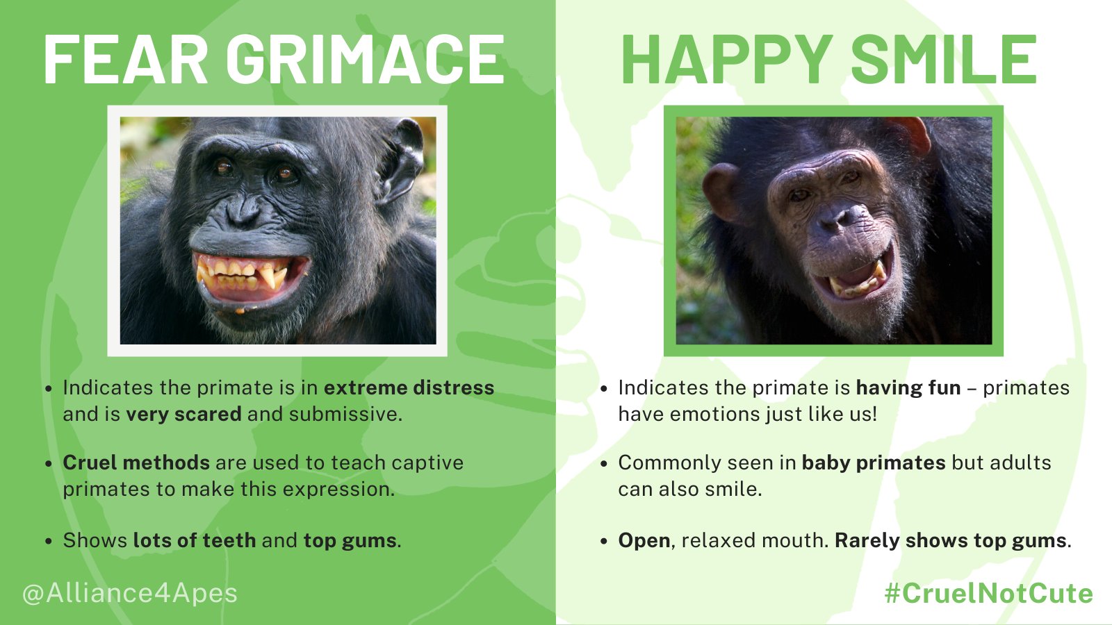 Chimp Faces: Noticing & Reading Facial Expressions - Project Chimps