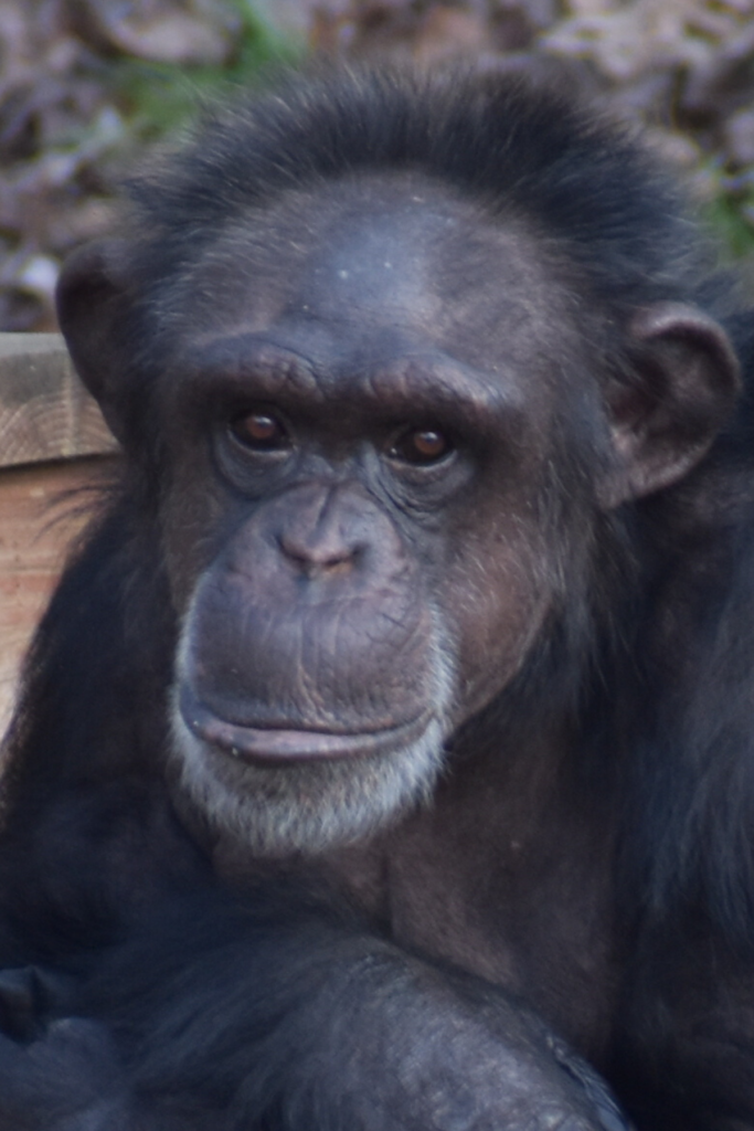 Chimp Angel Angelic - Project Chimps