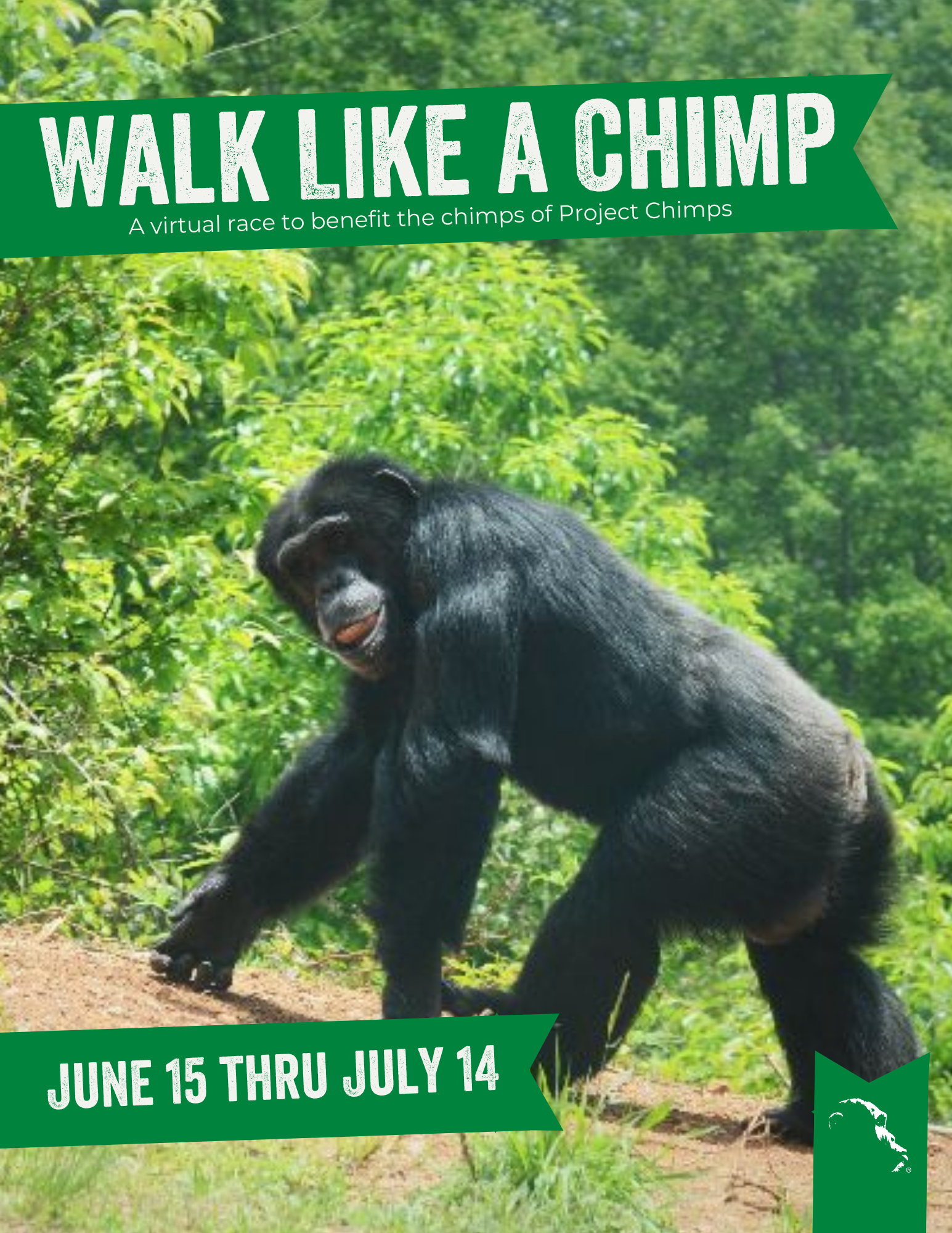 Walk Like a Chimp vertical 2022