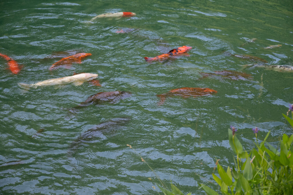 Koi_Pond_DSC_8306