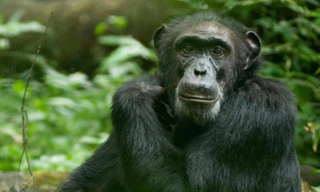 Chimpanzee WWF photo