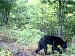 Bear in woods