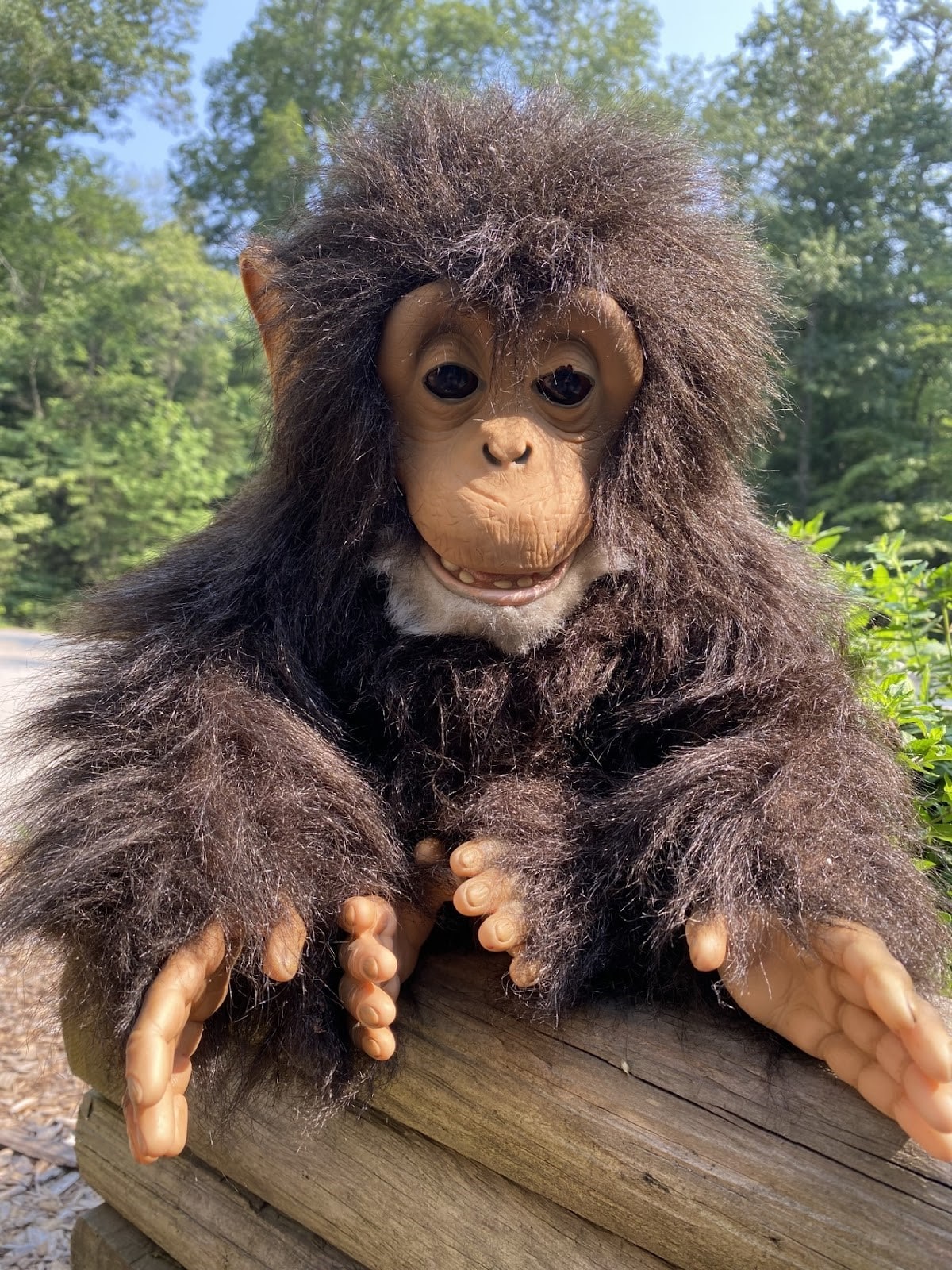 Meet Zana: The Sweet and Sassy Chimp - Project Chimps
