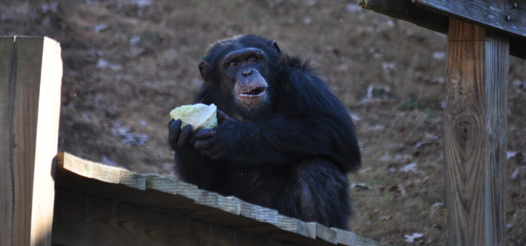 Binah with lettuce (Holly Chadwick, 11-8-23)