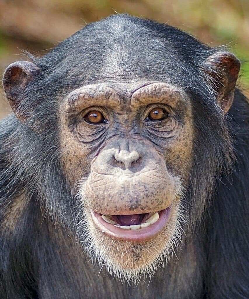 Photo of Amy, a former research chimp at Project Chimps