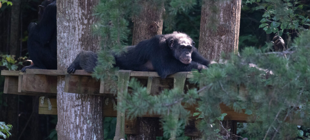 Crows-Nest-Nap-LB