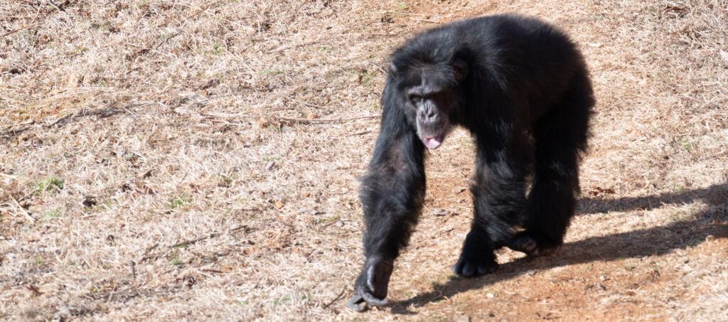 Justin-walking-all-fours-Chimps-Ahoy-020224-HC-3