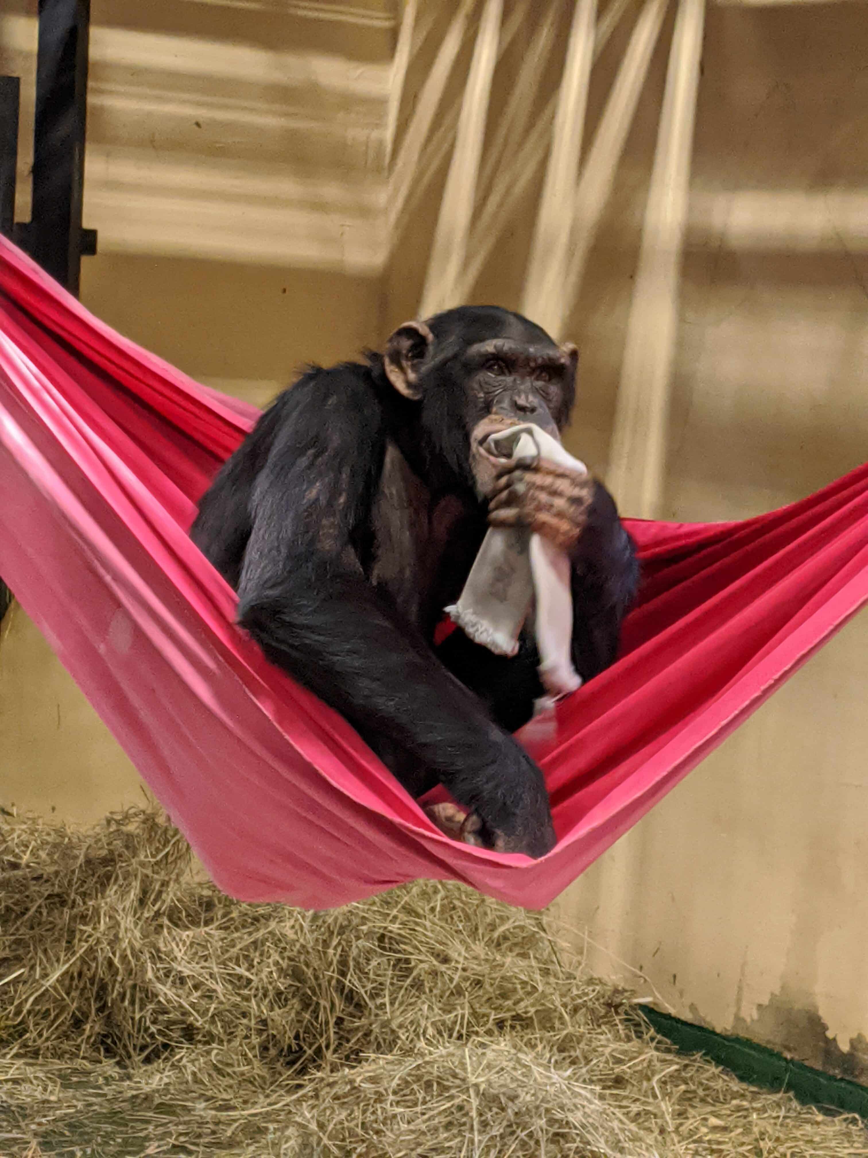 Haylee chewing on firehose in a pink hammock.