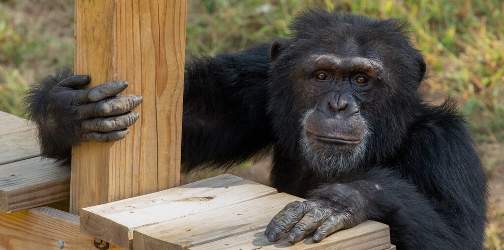 Male chimpanzee Bo on play structure  staring south Peachtree Habitat at Project Chimps