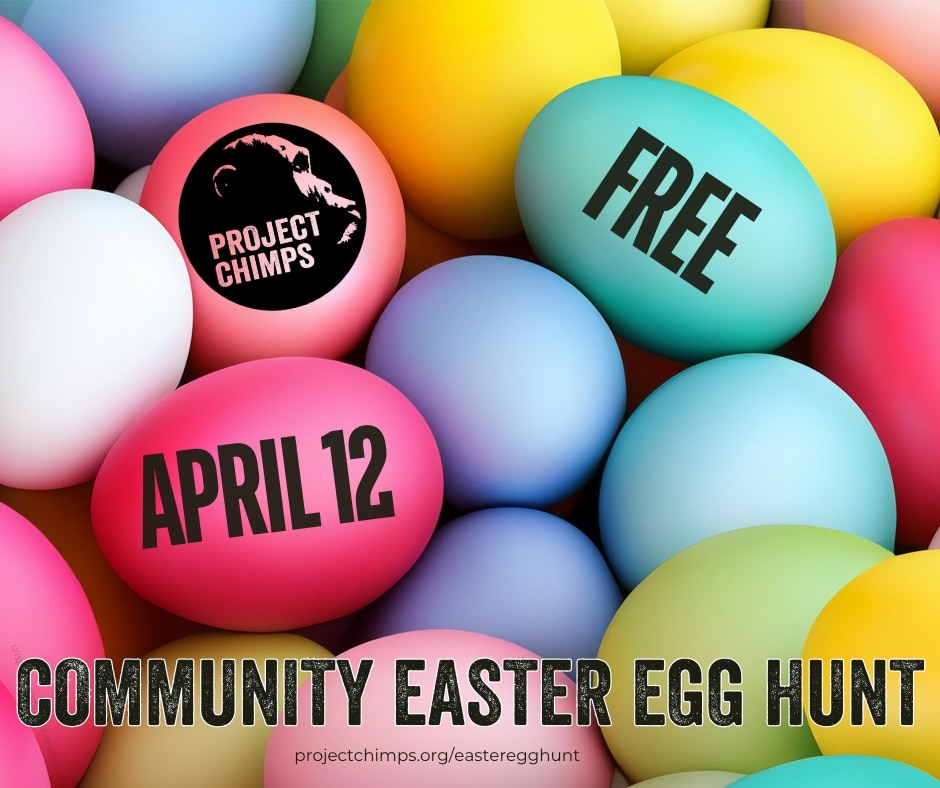 Easter Egg Hunt PROMO graphic