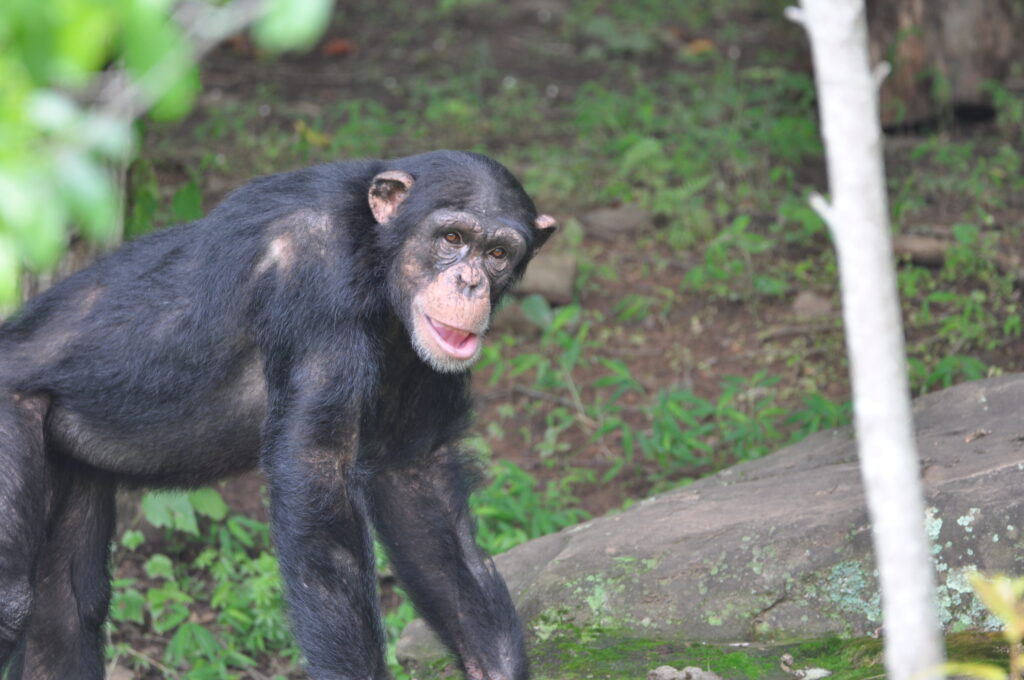 Kivuli, the youngest chimp in the sanctuary taking strides in the outdoor habitat.