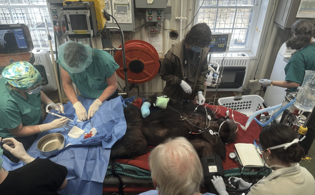 Bo surgery Bo surgery
