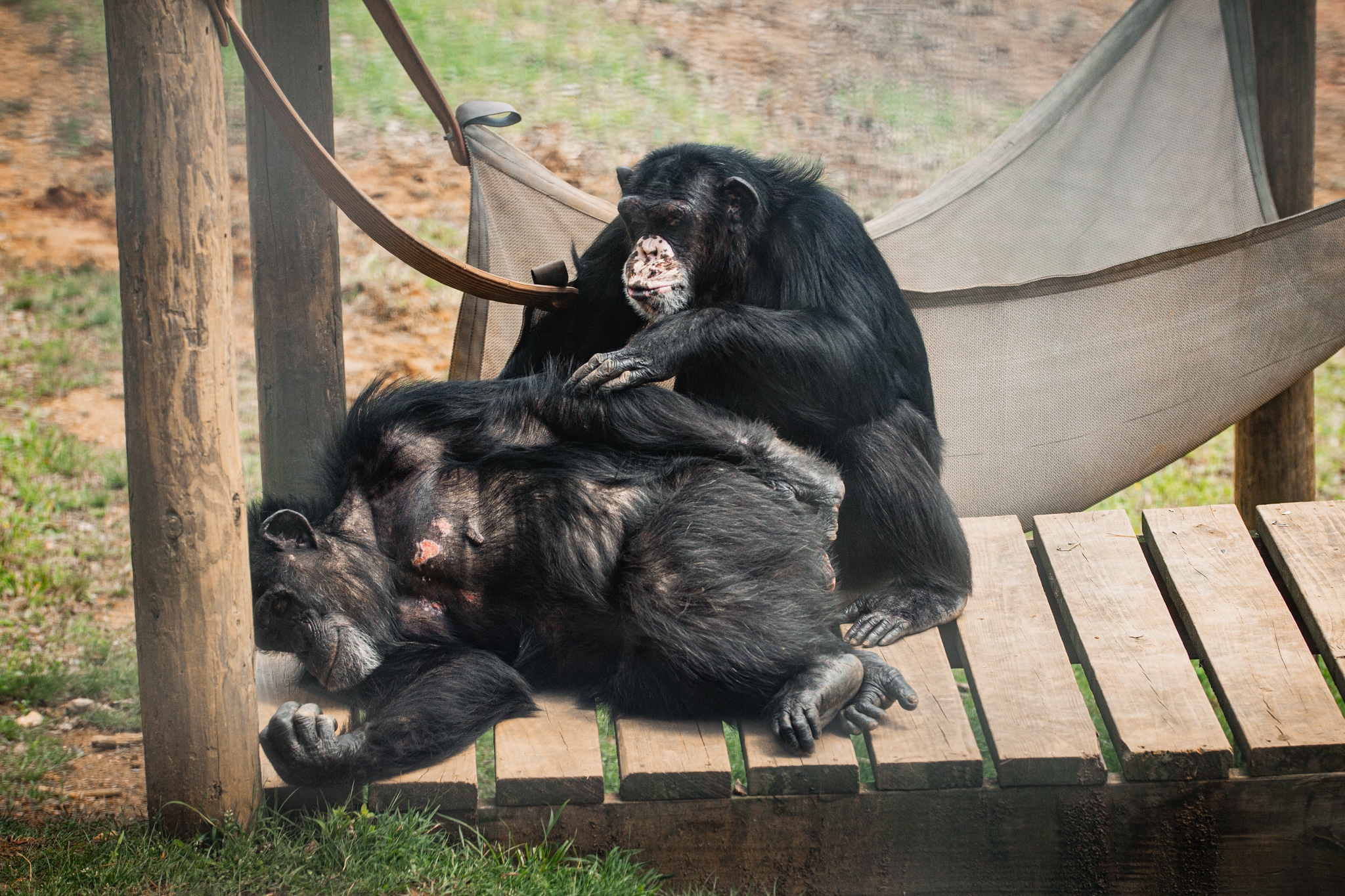 chimpsgrooming_small (Becca Grimmer, 4-11-25) chimpsgrooming_small (Becca Grimmer, 4-11-25)
