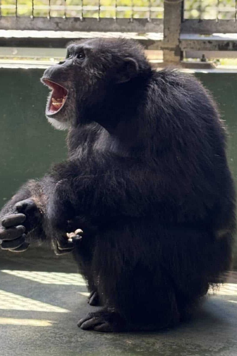 CHIMP PHOTO - Johnny