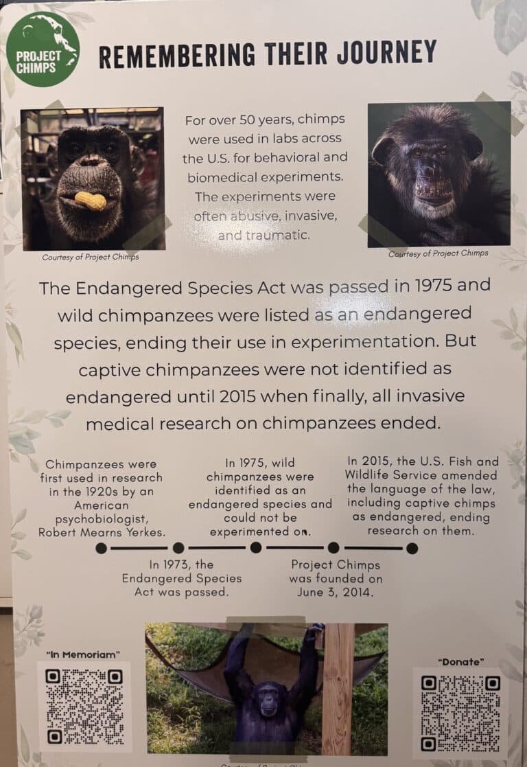 Scout Arrow Completes Project for Chimpanzee Remembrance Garden ...