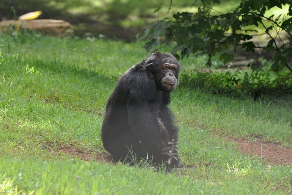 Photo of Bobby taken during his first time outside in 2022